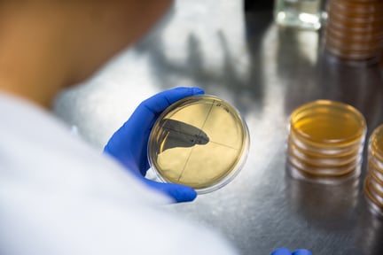 Innodal - Laboratoire - Fromagex