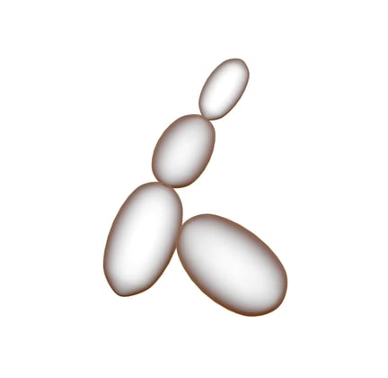 LAF-Yeast