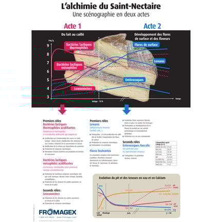 Alchimie-st-nectaire-A2